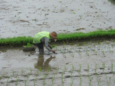 Planting-rice