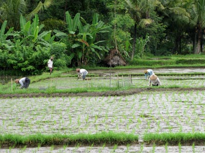 Planting-rice2