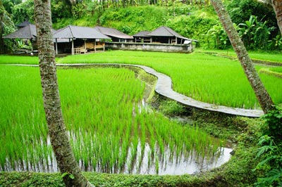 Ricefield