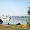 Egypt. Woman pulling a Water Buffalo along the Nile in Upper Egypt