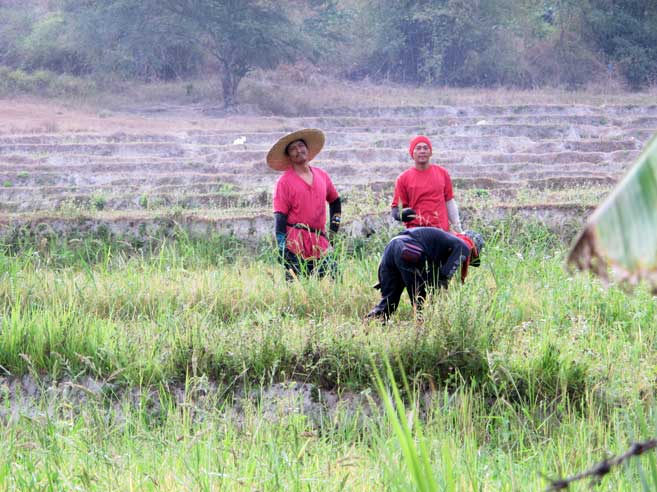 Bamban - Farmers Harvesting