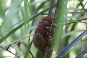 Bohol-Tarsier-A___