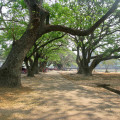 Angkor Wat Acacia Trees