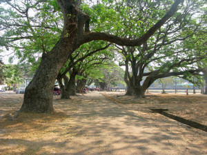 Angkor Wat Acacia Trees