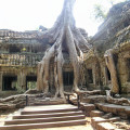 Angkor Wat Tree and Temple