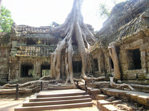 Angkor Wat Tree and Temple