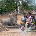 Angkor Thom Bull and devotees