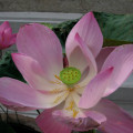 Bangkok Lotus flower