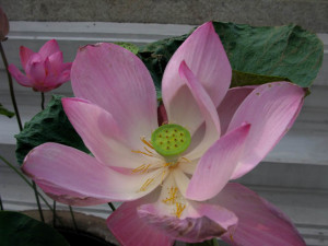 Bangkok Lotus flower