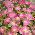 Bangkok Lotus flowers