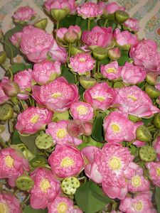Bangkok Lotus flowers