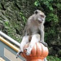 Monkeys at Batu Caves