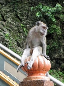 Monkeys at Batu Caves