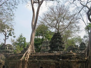 ANGKOR-WAT.RUINS-WITH-TREE.