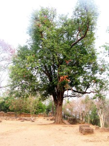 Angkor-Thom.-Tree.