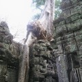 Angkor-Wat.-Tree-and-Temple
