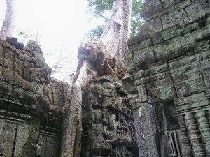 Angkor-Wat.-Tree-and-Temple