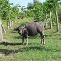 Estipona.-Carabao.-1.