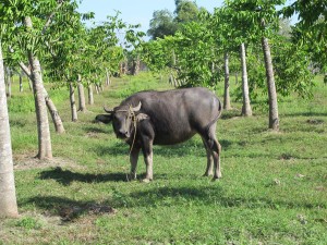 Estipona.-Carabao.-1.