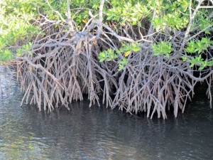 Mangrove