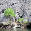 Mangrove trees