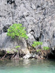 Mangrove trees