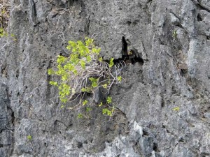 Plant on rock