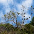 Tree and Sky