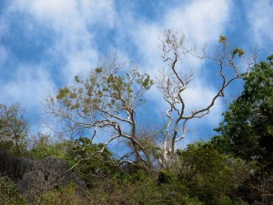 Tree and Sky