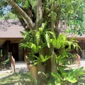 Tree with ferns