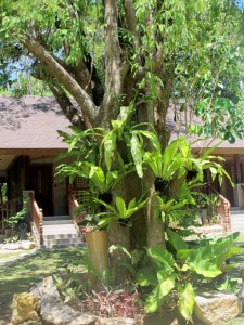 Tree with ferns