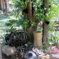 Tree with ferns and pots
