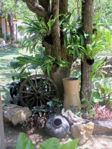 Tree with ferns and pots