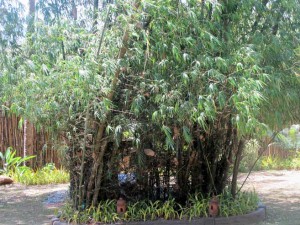 Bamboo grove