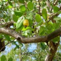 Cashew fruit