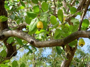 Cashew fruit