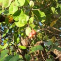 Red Cashew nuts