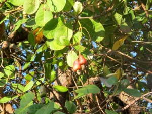 Red Cashew nuts