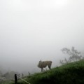 Machu-Picchu-llama-in-mist-5-___
