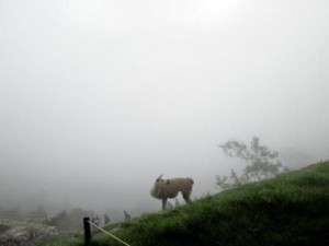 Machu-Picchu-llama-in-mist-5-___