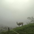 Peru-Machu-Picchu-Llama-in-mist-3-copy