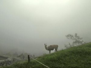 Peru-Machu-Picchu-Llama-in-mist-3-copy