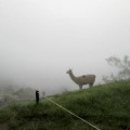 Peru-Machu-Picchu-llama-in-mist-copy