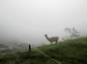 Peru-Machu-Picchu-llama-in-mist-copy
