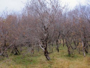 iceland-forest