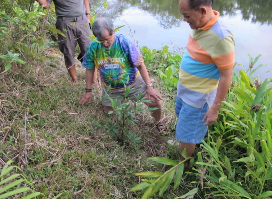 Alay: the Philippine native trees in the Victor O. Ramos Arboretum ...